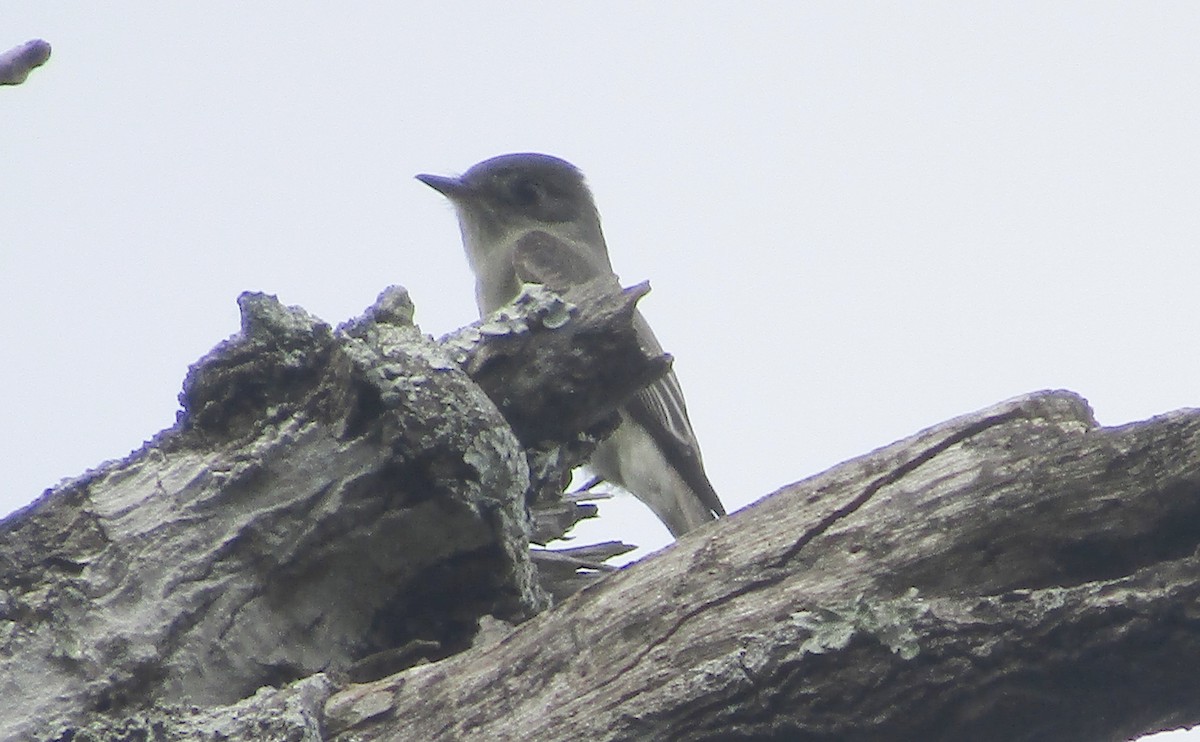 Western Wood-Pewee - ML635390423