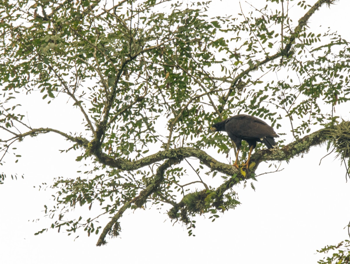 Great Black Hawk - ML635390432