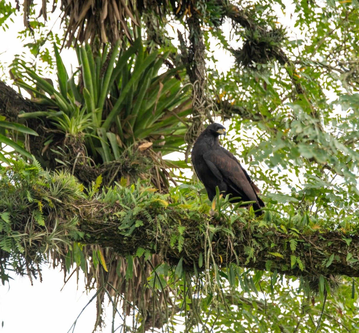 Great Black Hawk - ML635390435