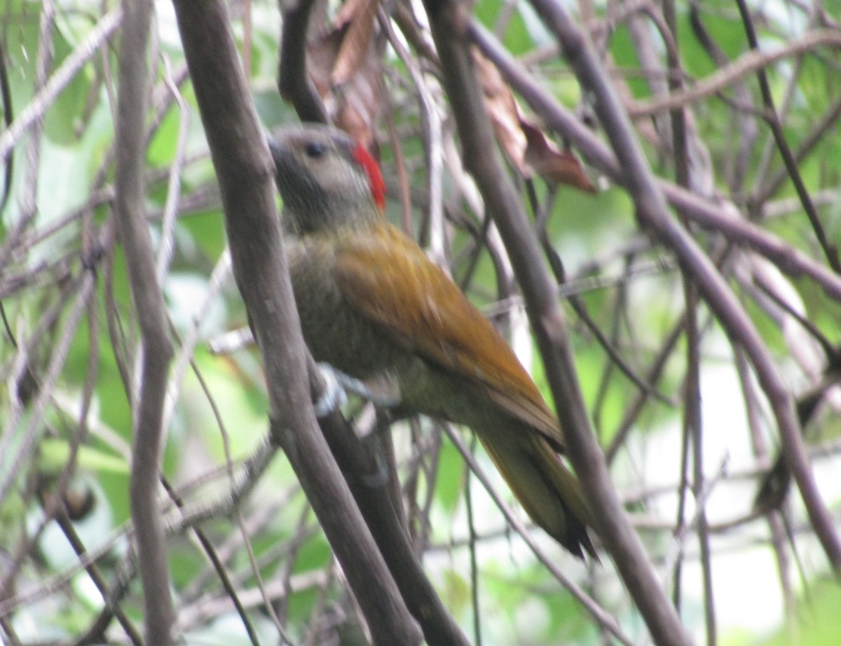 Golden-olive Woodpecker - ML635390499