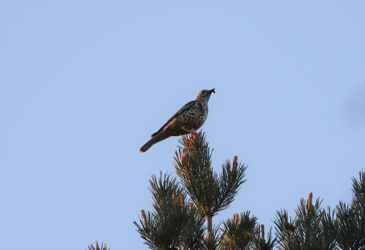 Mistle Thrush - ML635390563