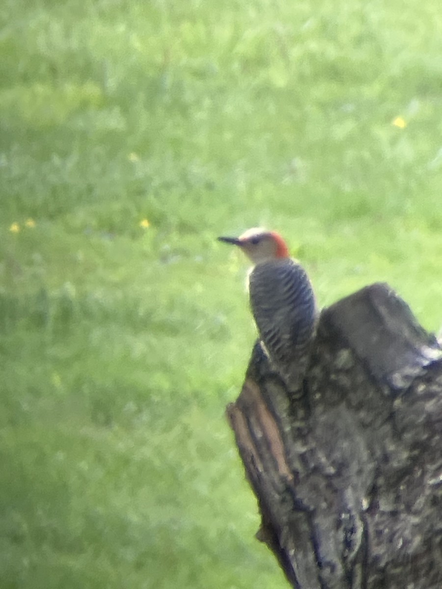 Red-bellied Woodpecker - ML635390622