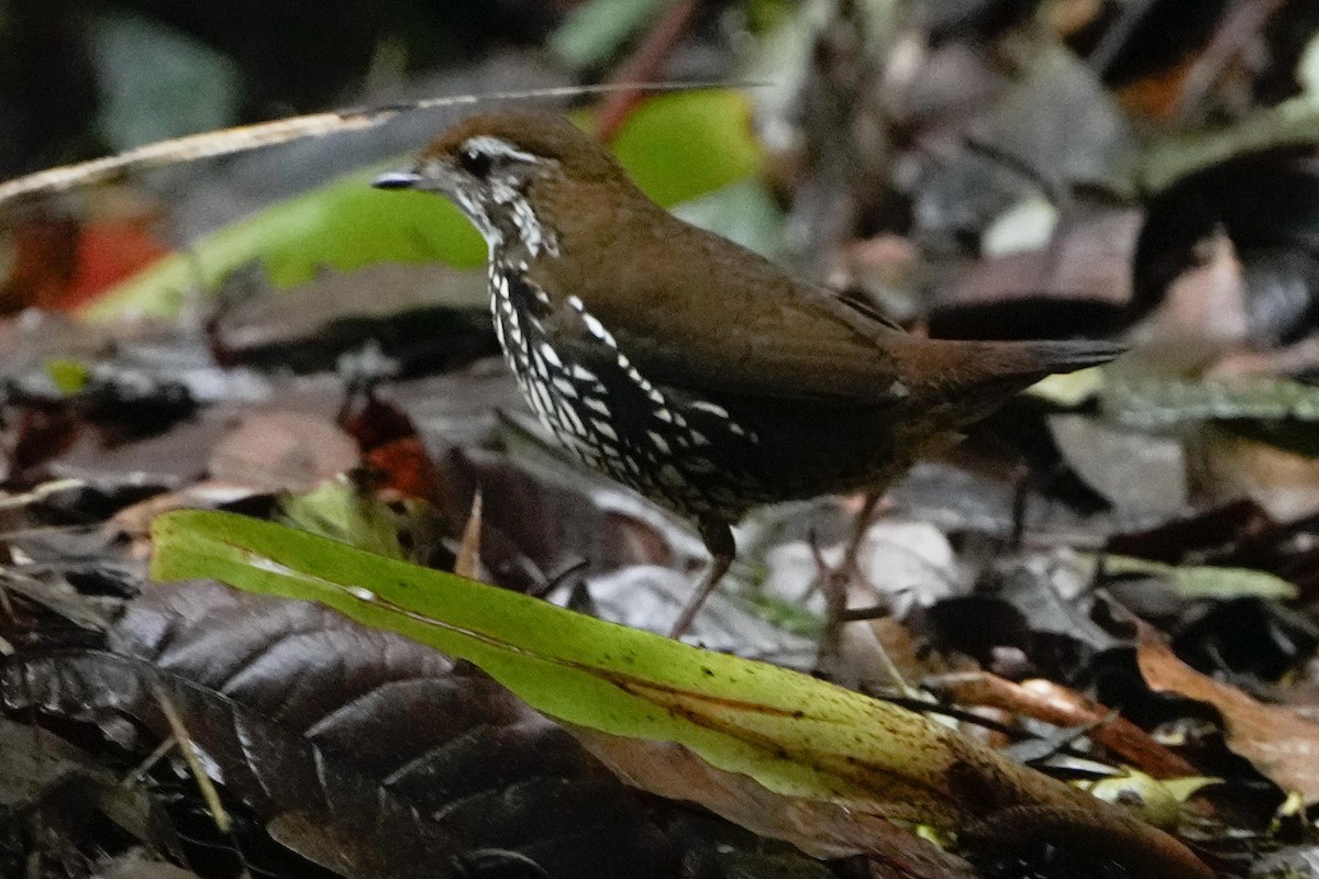 Schwartz's Antthrush - ML635390754