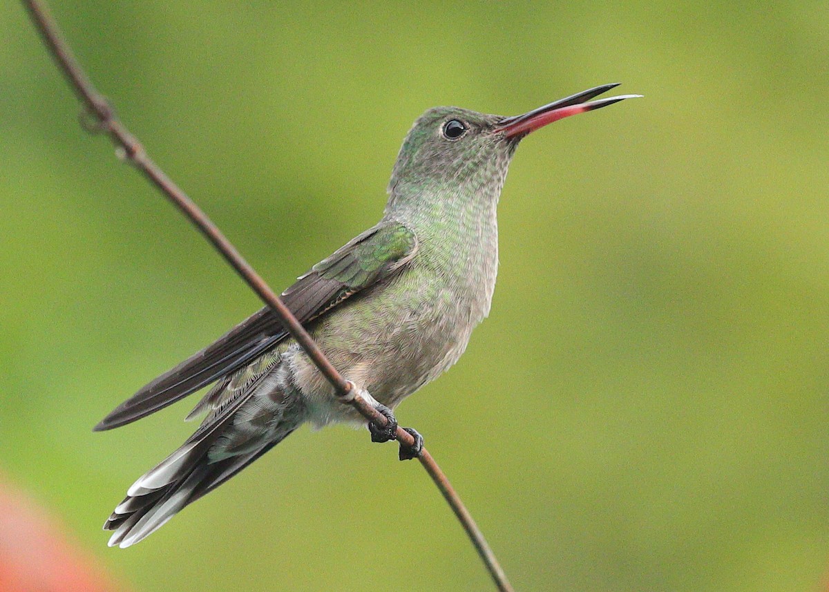 Scaly-breasted Hummingbird - ML635390795
