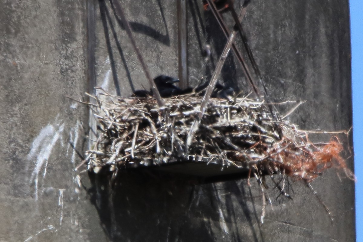 Common Raven - ML635390809