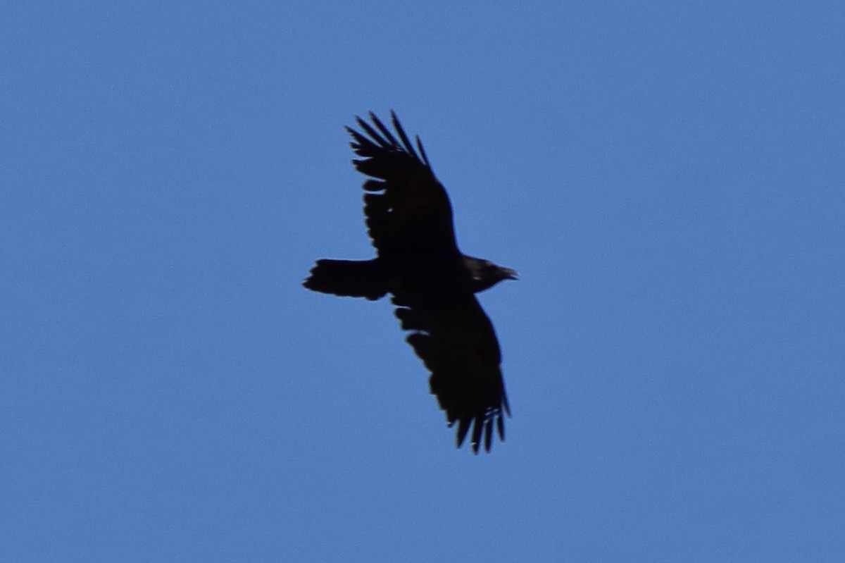 Common Raven - ML635390824