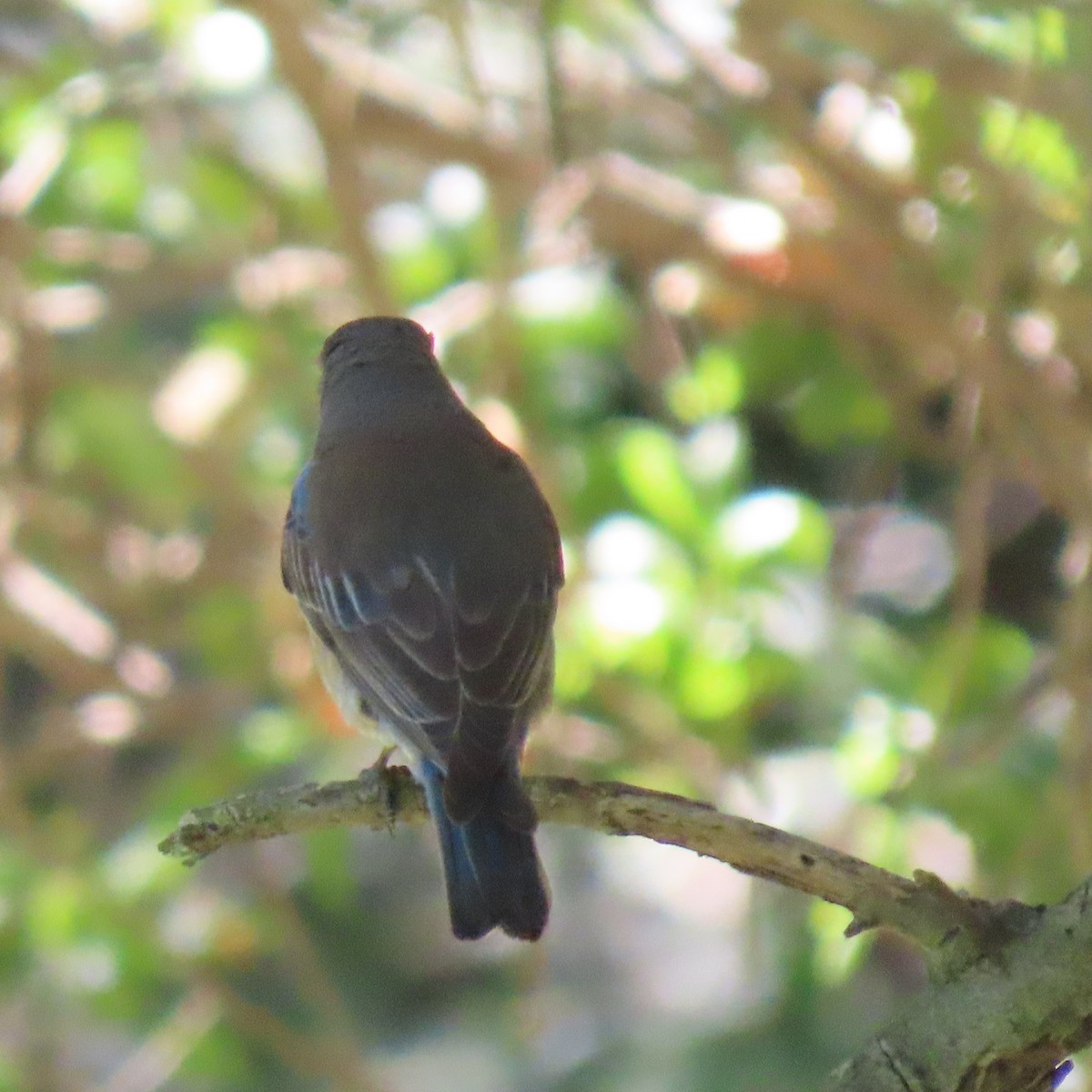 Western Bluebird - ML635390841