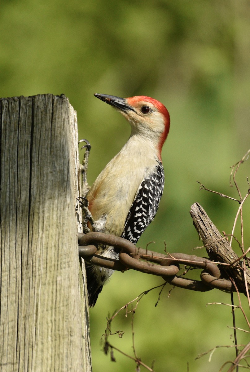 Red-bellied Woodpecker - ML635390868