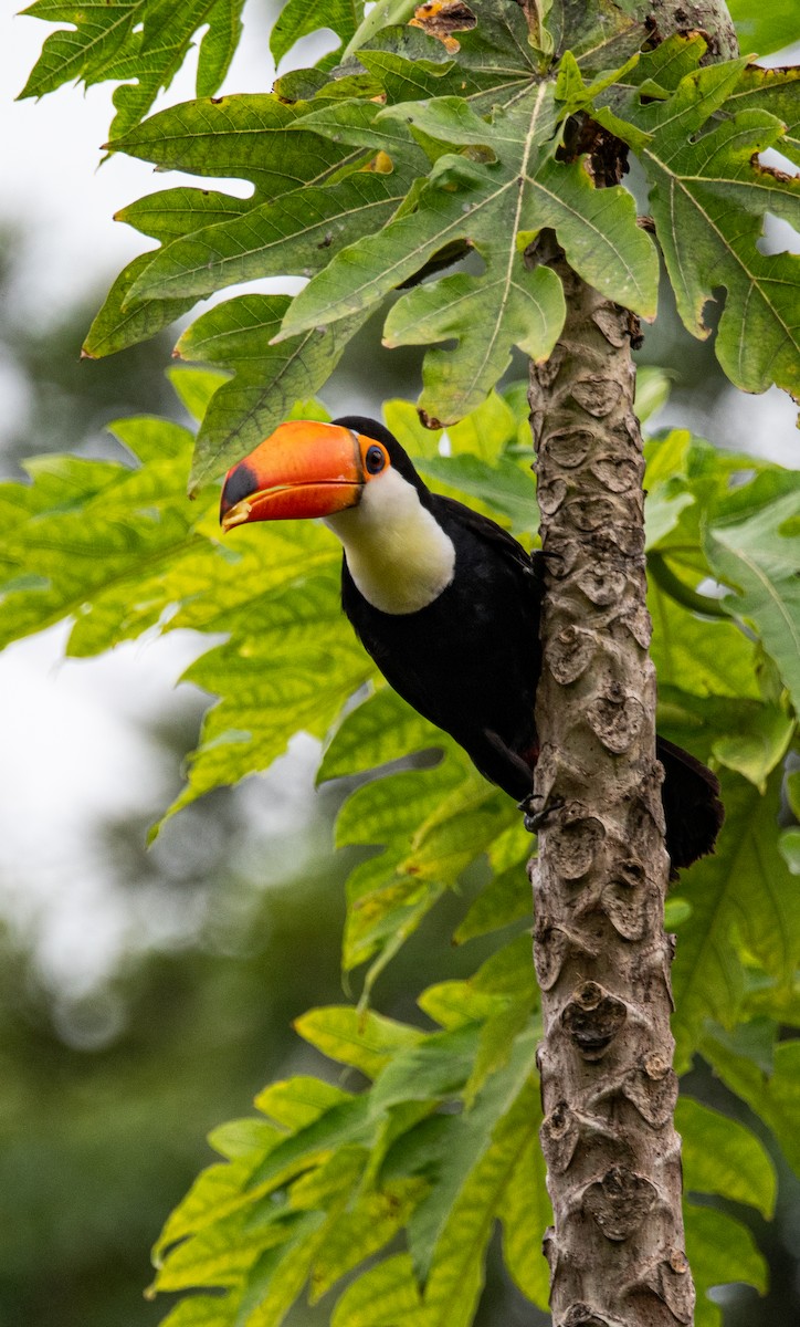 Toco Toucan - ML635390876