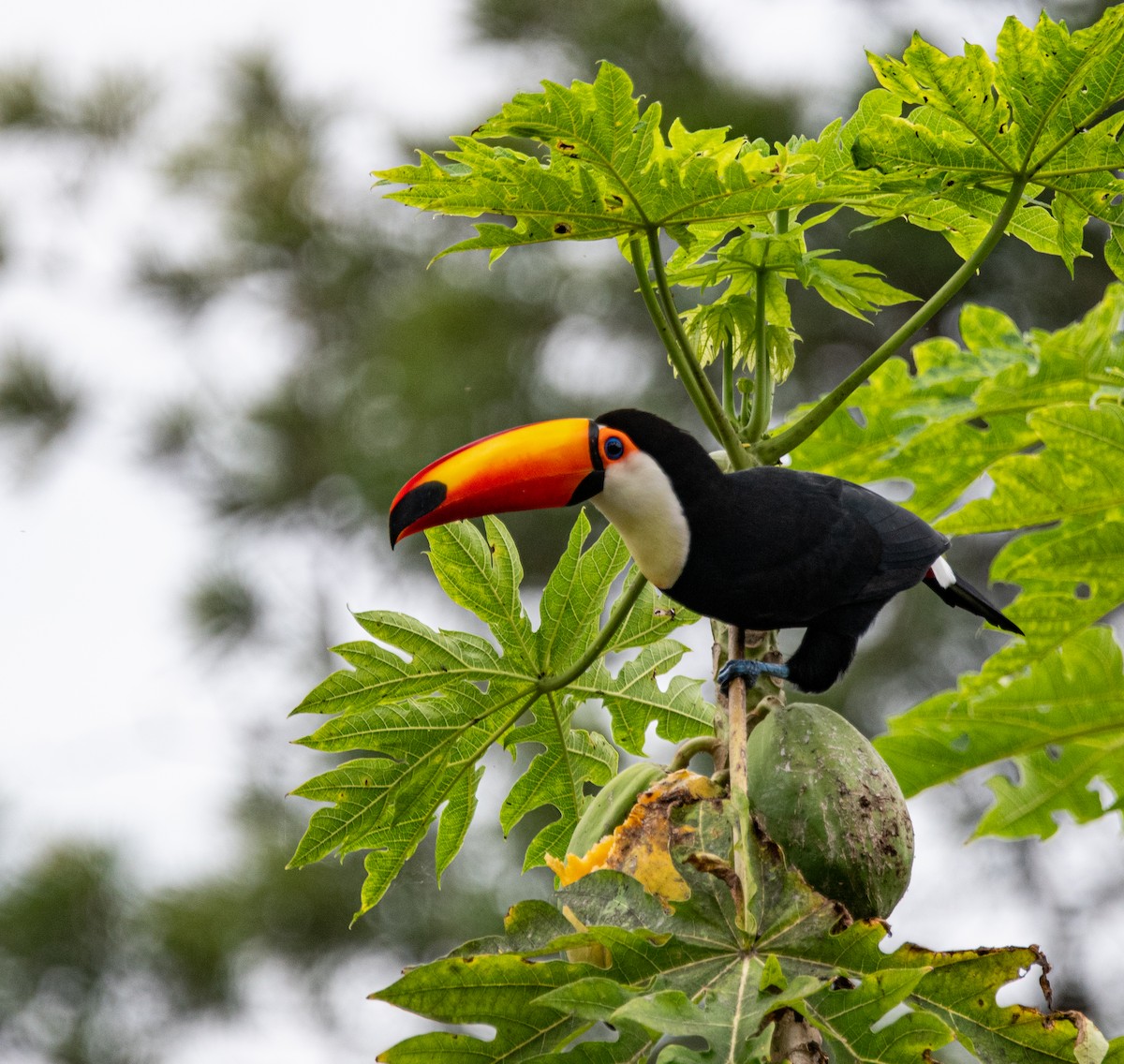 Toco Toucan - ML635390877