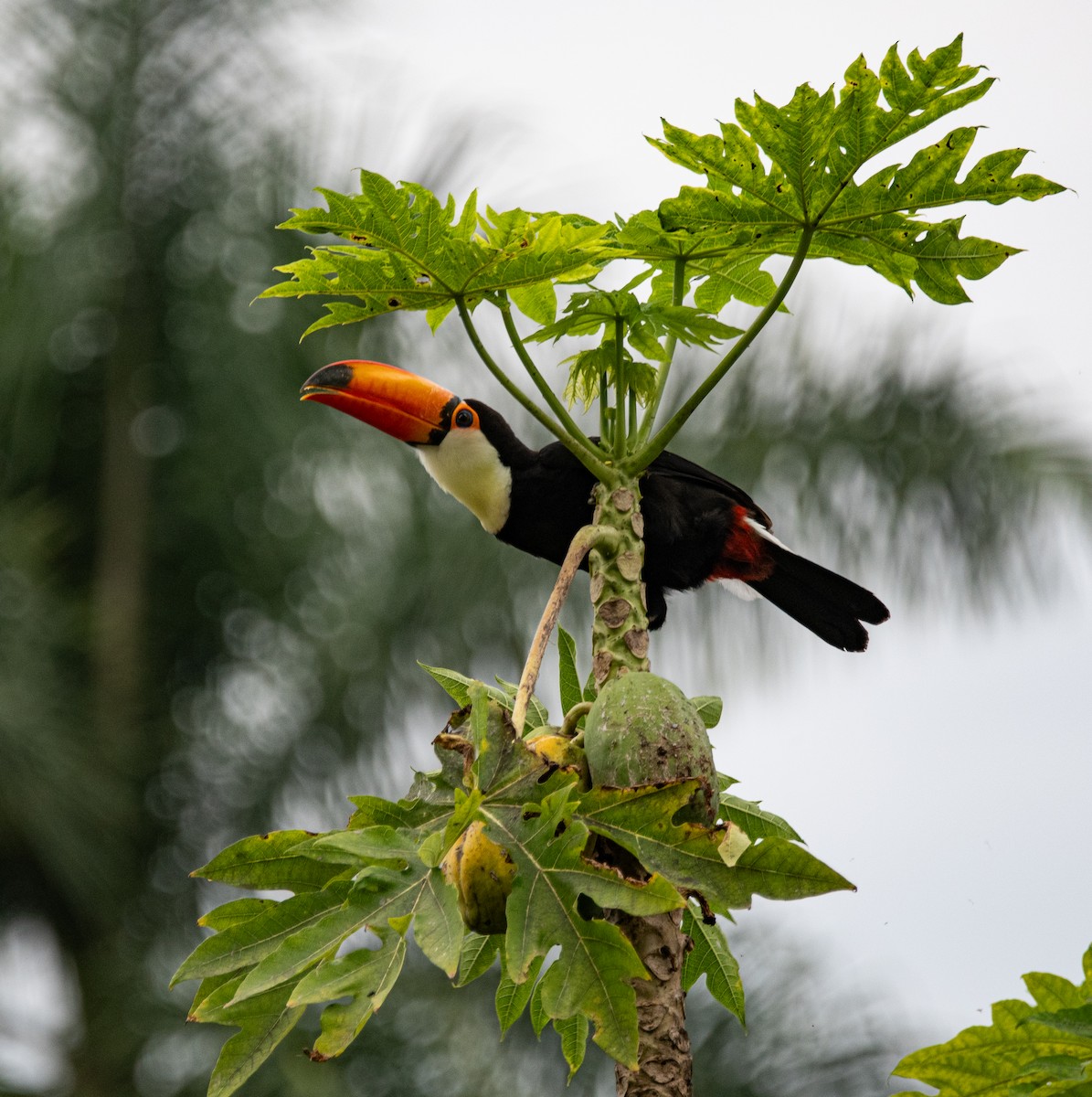 Toco Toucan - ML635390878
