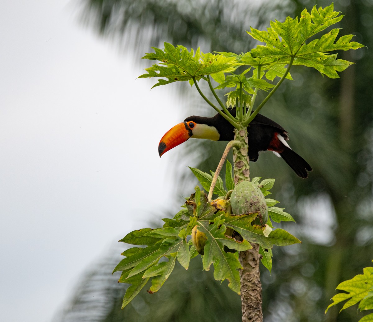 Toco Toucan - ML635390879