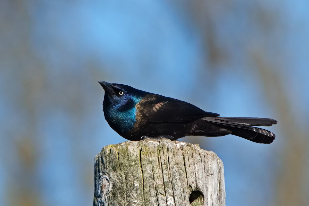 Common Grackle - ML635390883