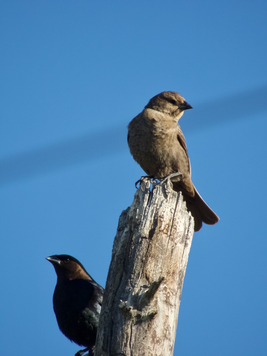 Brown-headed Cowbird - ML635391048