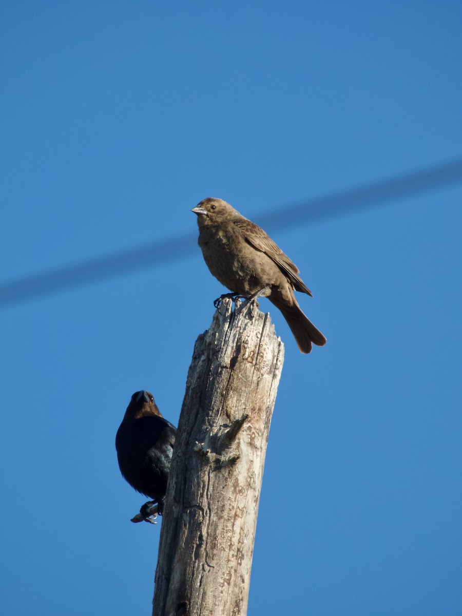 Brown-headed Cowbird - ML635391049