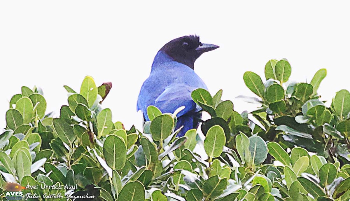 Azure Jay - ML635391080