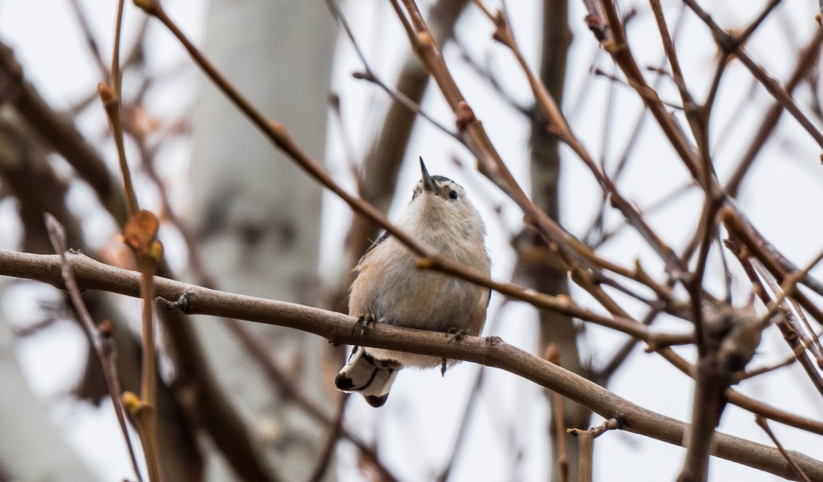 White-breasted Nuthatch - ML635391170