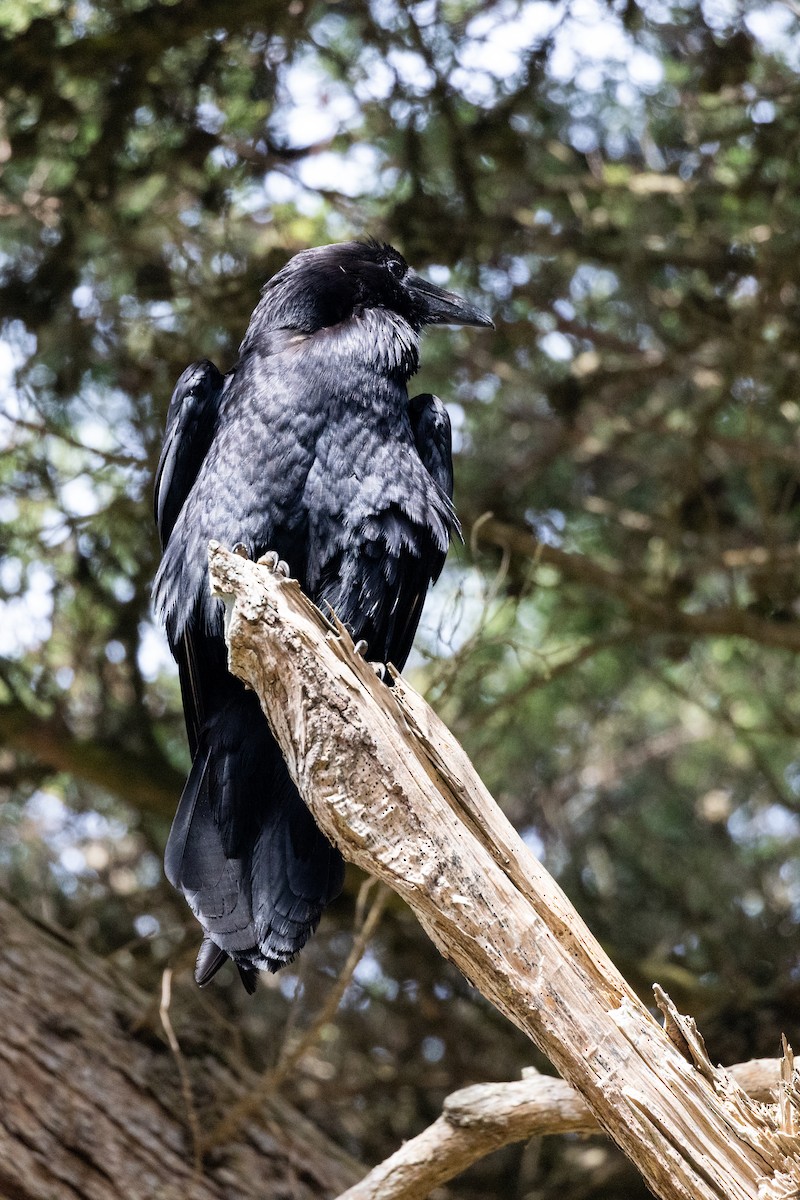 Common Raven - ML635391187