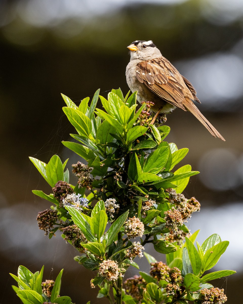 strnadec bělopásý - ML635391195