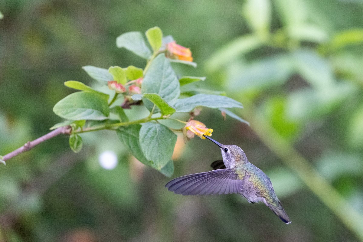 kalypta růžovohlavá - ML635391216