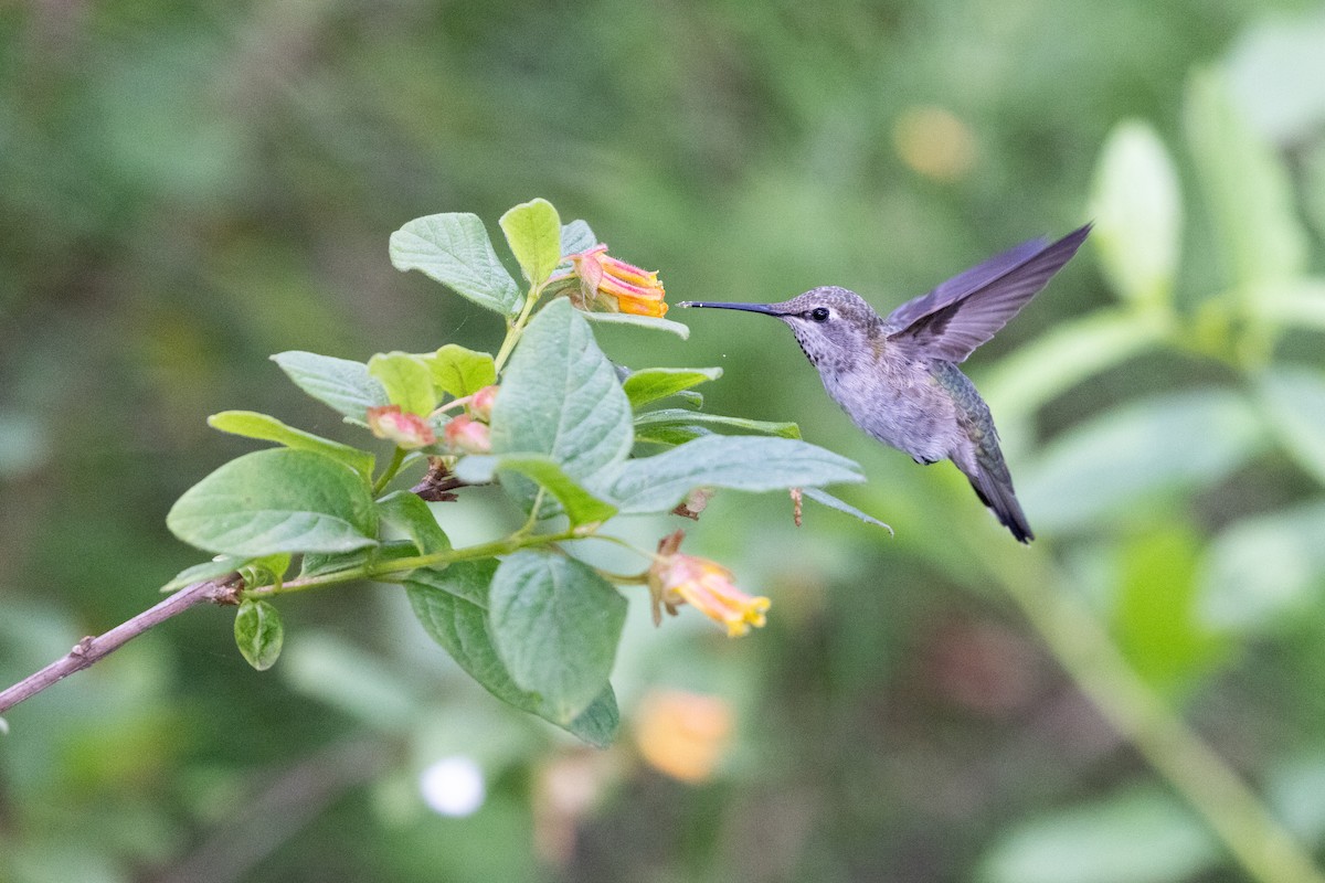 kalypta růžovohlavá - ML635391217