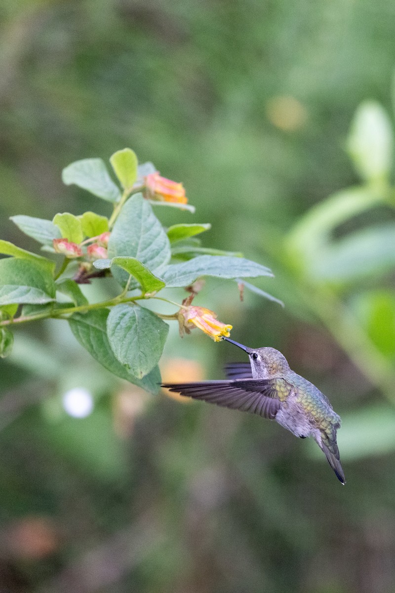 kalypta růžovohlavá - ML635391218