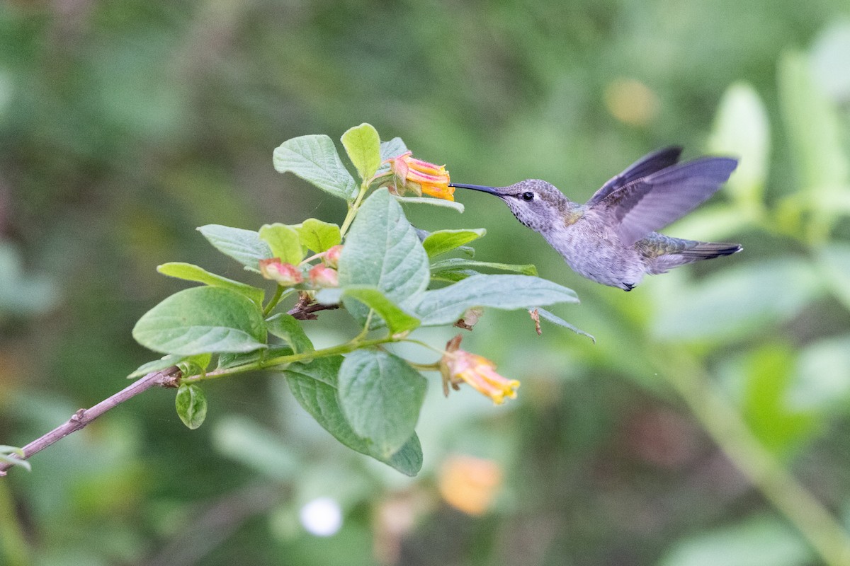 kalypta růžovohlavá - ML635391220