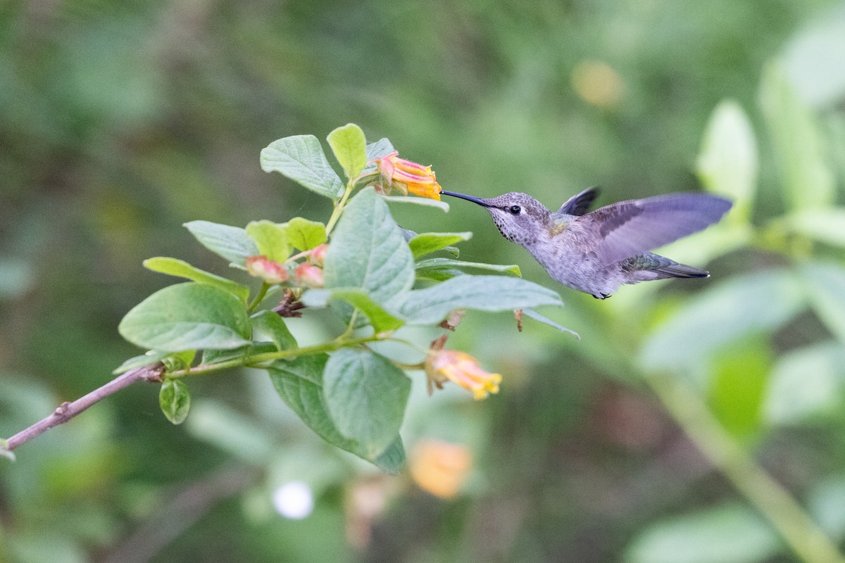 kalypta růžovohlavá - ML635391223