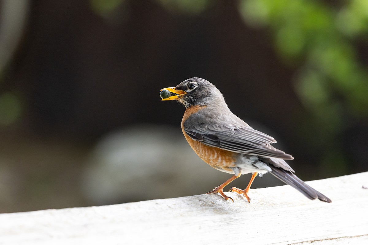 drozd stěhovavý - ML635391257