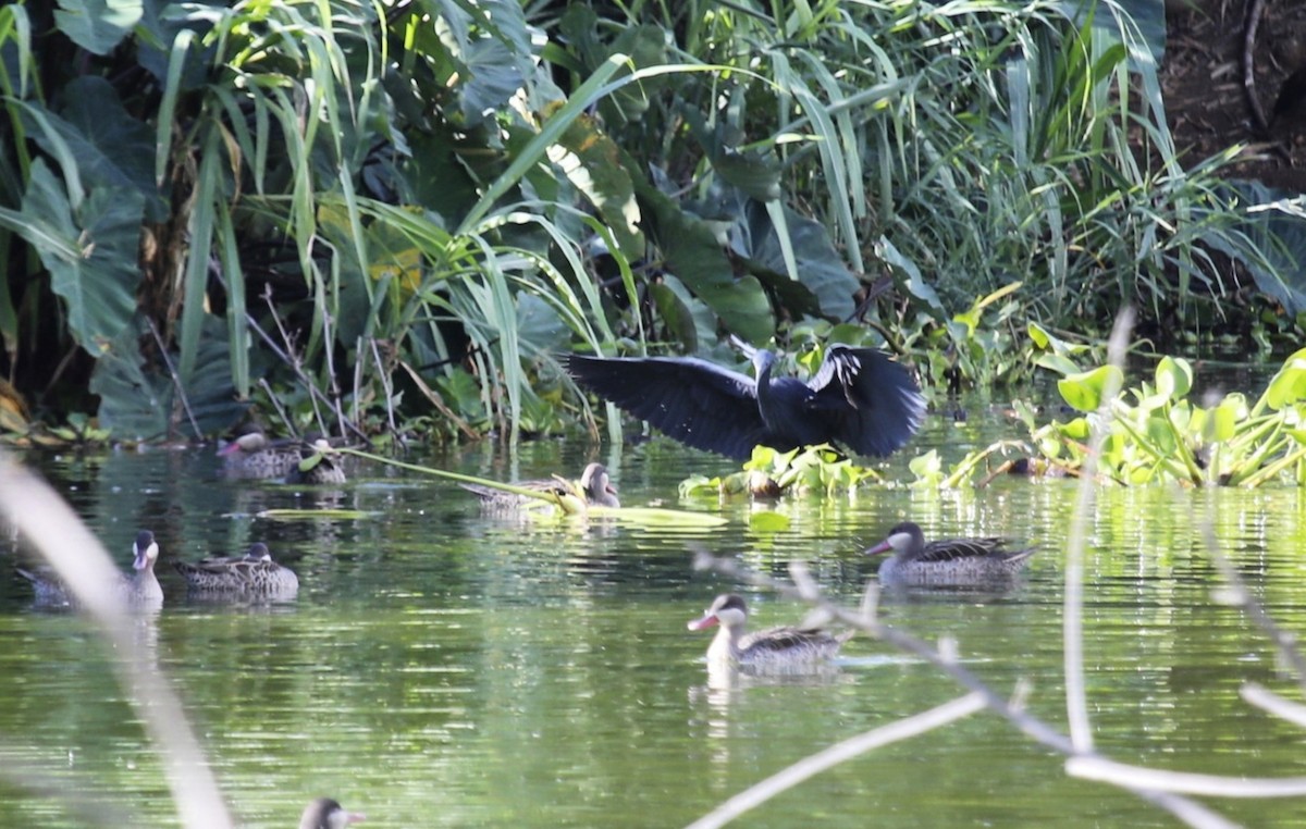 Black Heron - ML635391258
