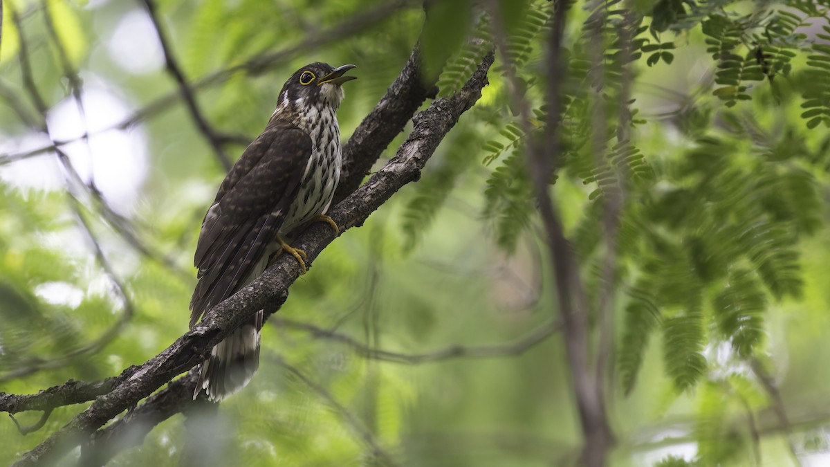Moustached Hawk-Cuckoo - ML635391285