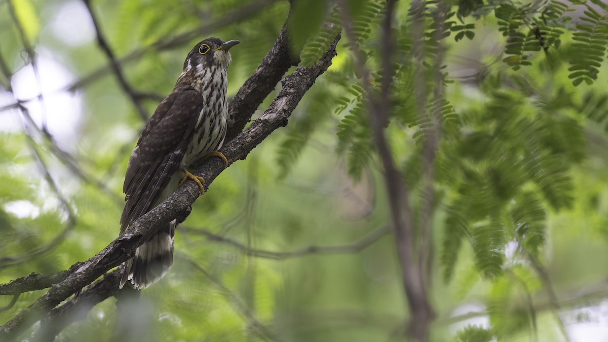 Moustached Hawk-Cuckoo - ML635391287
