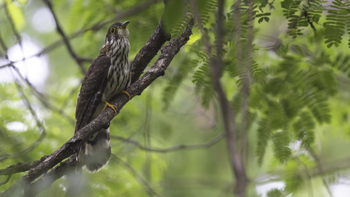Moustached Hawk-Cuckoo - ML635391290