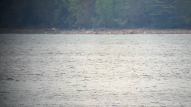 loon sp. - ML635391291