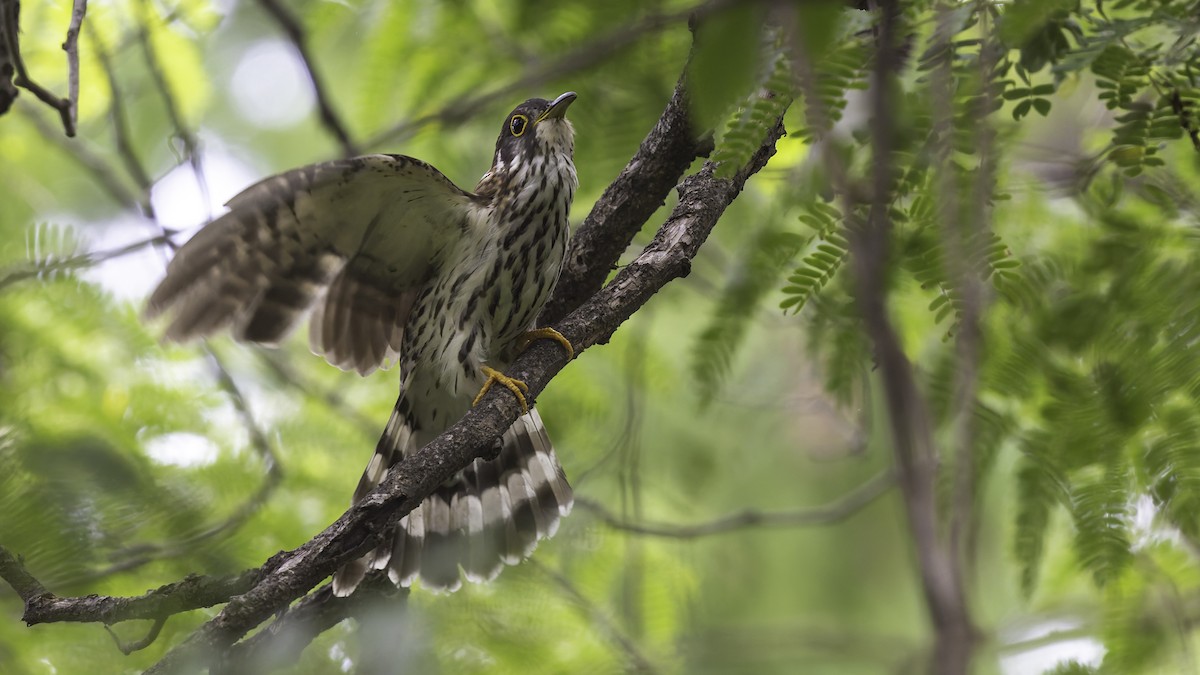 Moustached Hawk-Cuckoo - ML635391294