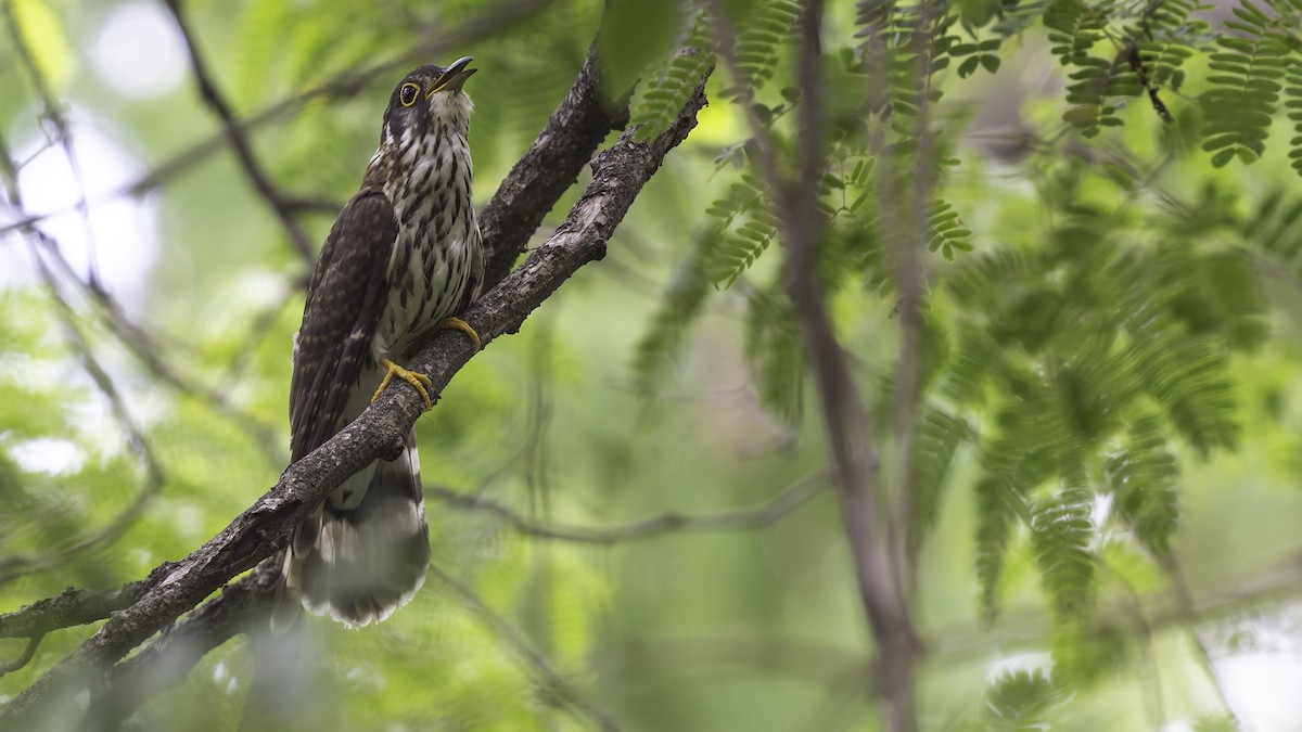 Moustached Hawk-Cuckoo - ML635391301