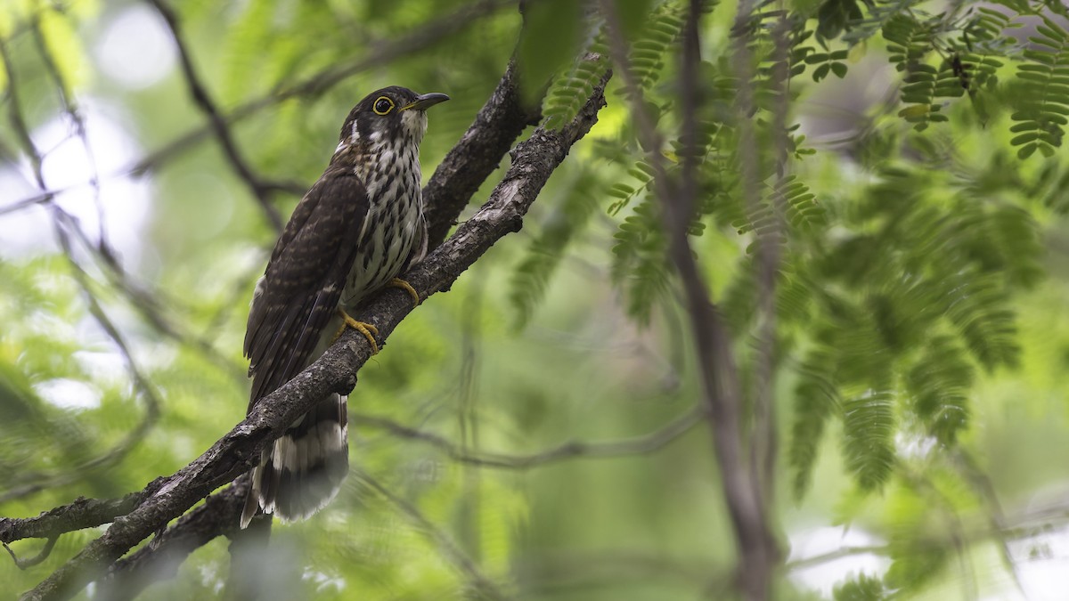 Moustached Hawk-Cuckoo - ML635391310