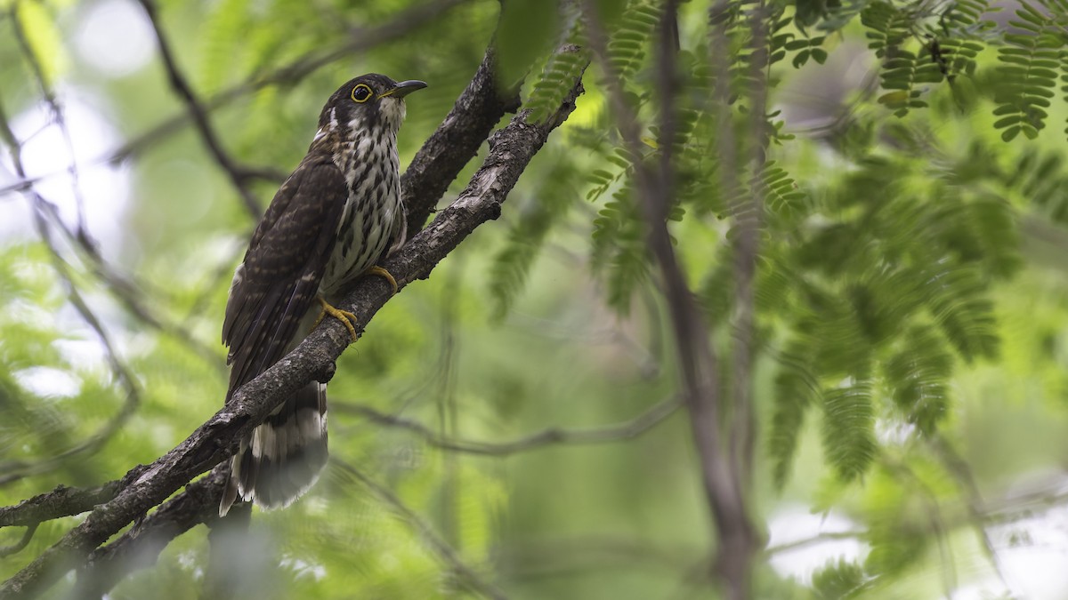 Moustached Hawk-Cuckoo - ML635391314