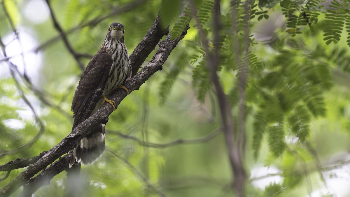Moustached Hawk-Cuckoo - ML635391318