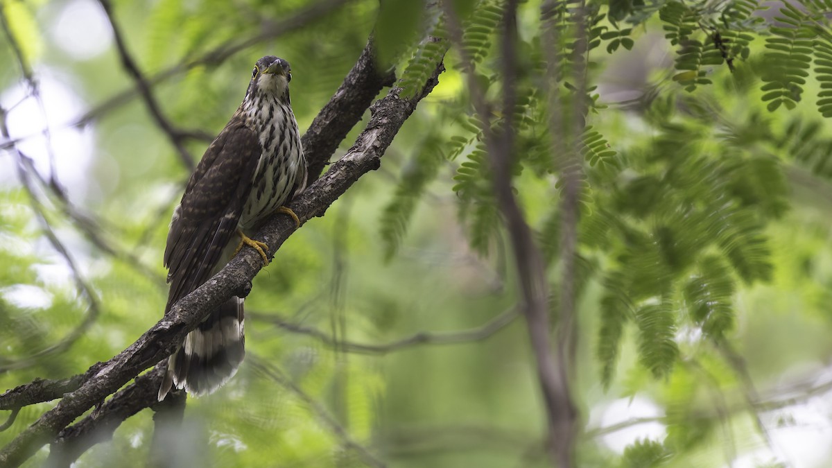 Moustached Hawk-Cuckoo - ML635391325