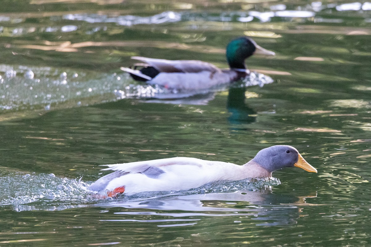 kachna domácí - ML635391333