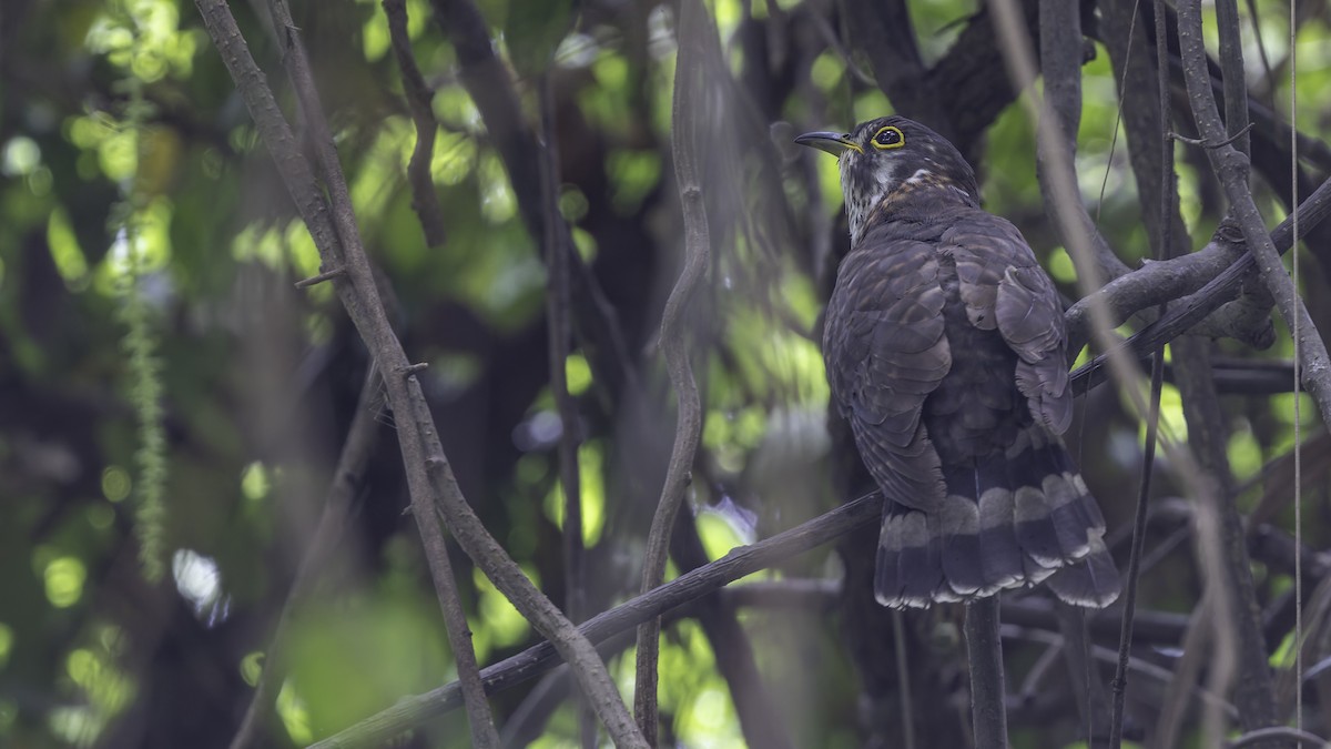 Moustached Hawk-Cuckoo - ML635391336