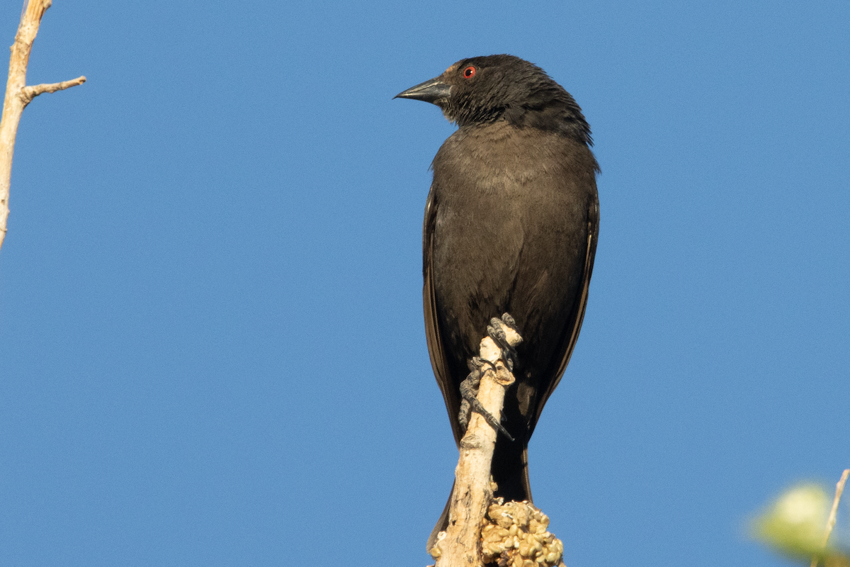 Bronzed Cowbird - ML635391345