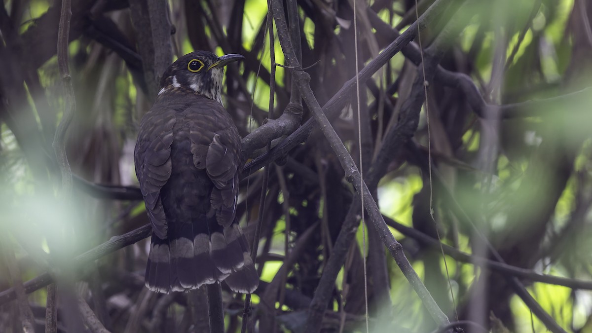 Moustached Hawk-Cuckoo - ML635391350