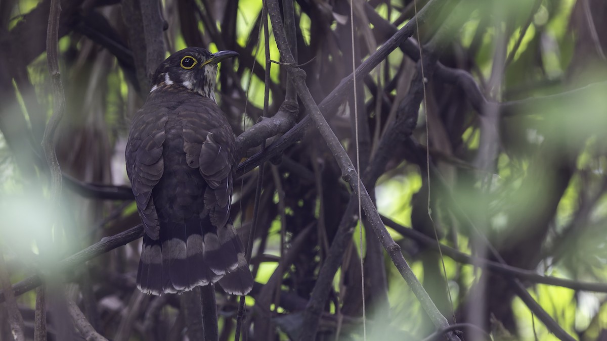 Moustached Hawk-Cuckoo - ML635391353