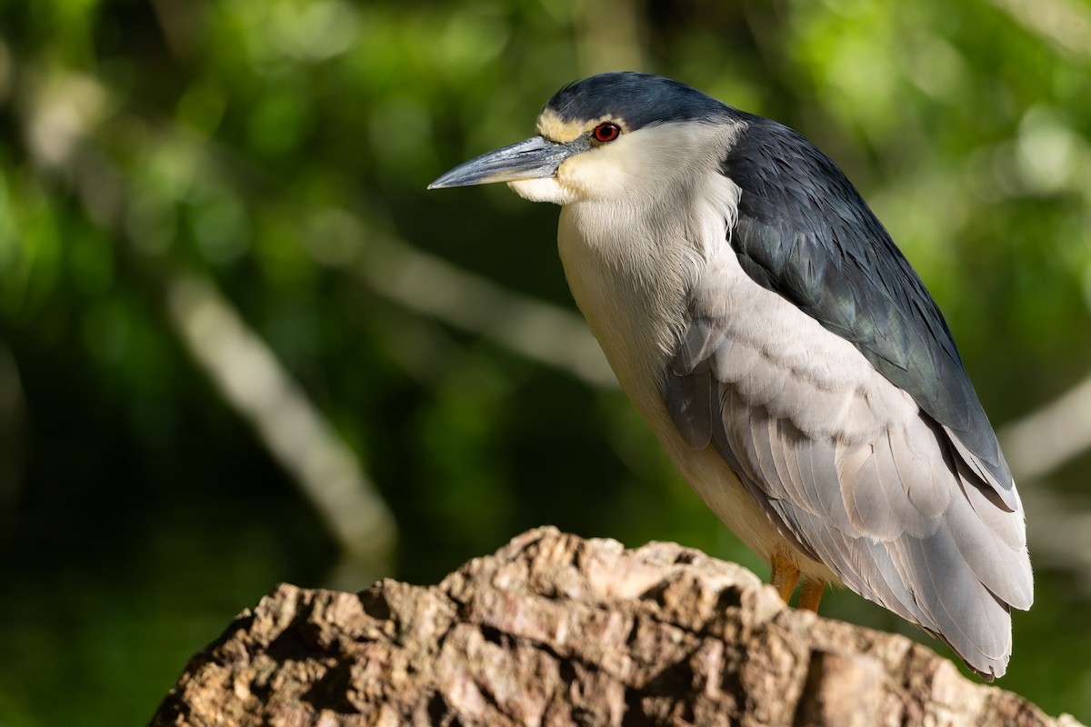 kvakoš noční - ML635391355