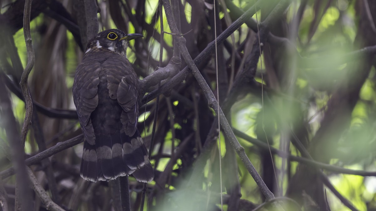 Moustached Hawk-Cuckoo - ML635391360