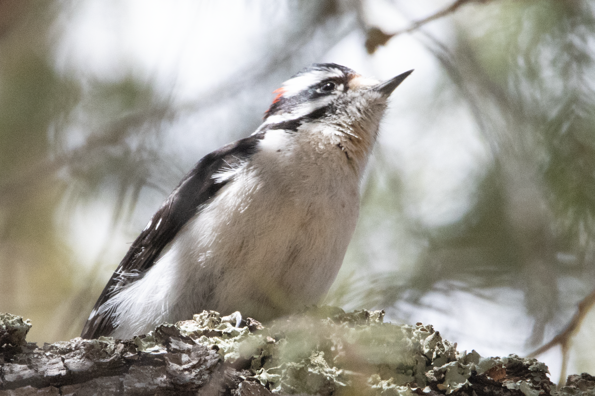 Downy Woodpecker - ML635391380