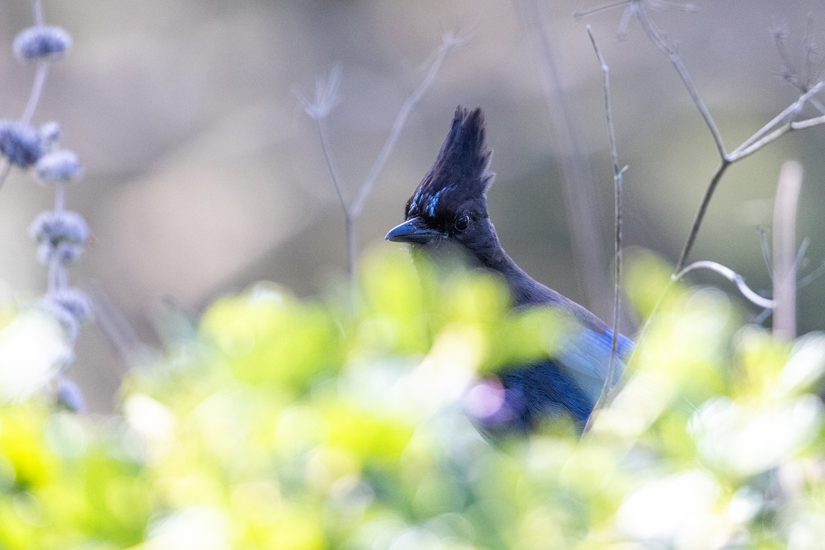 sojka Stellerova - ML635391385