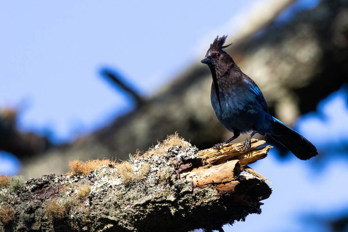 sojka Stellerova - ML635391386